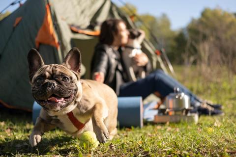 The Ultimate Guide to Packing for Camping with Pets in Malaysia