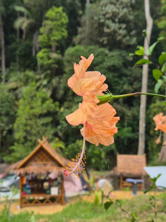Tanah Chik | Escabee.com