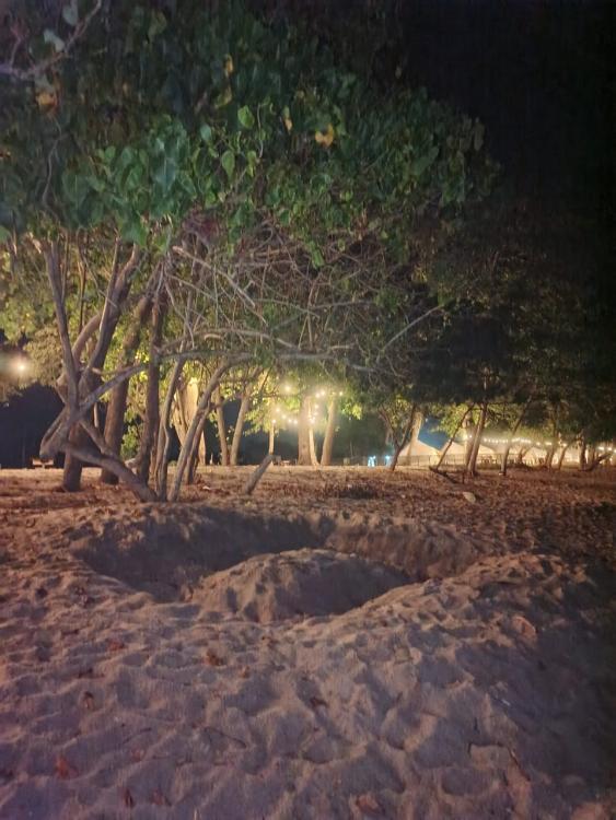 Ali Camp | Escabee.com