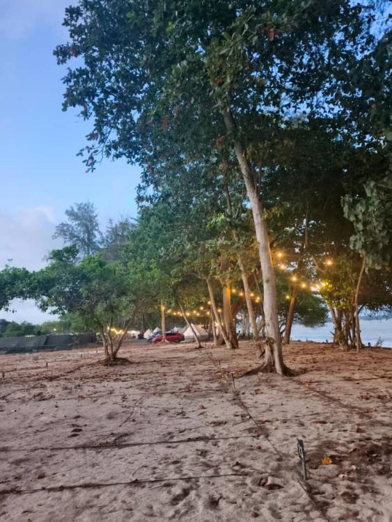 Ali Camp | Escabee.com