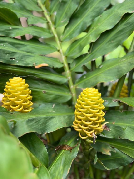 Jerai Nature Glamping | Escabee.com