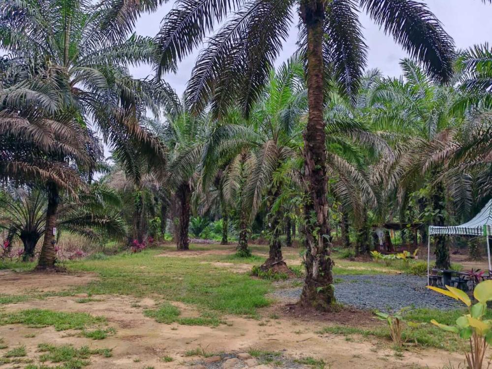 Beratap Sawit Campsite - Campsite in Maran, Pahang - Photo 2