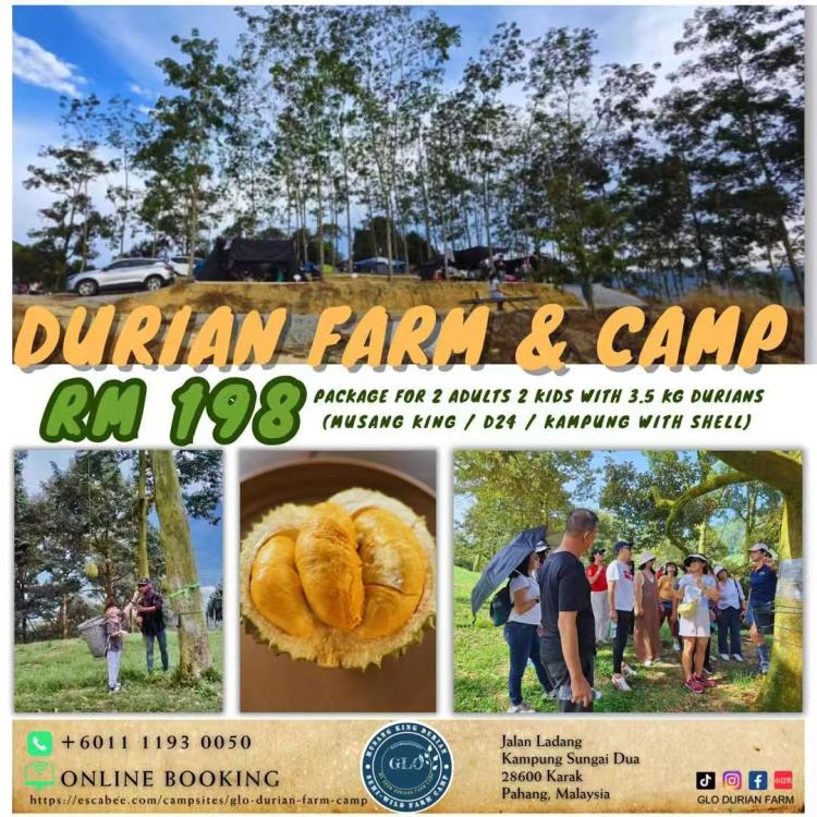 GLO Durian Farm & Camp | Escabee.com