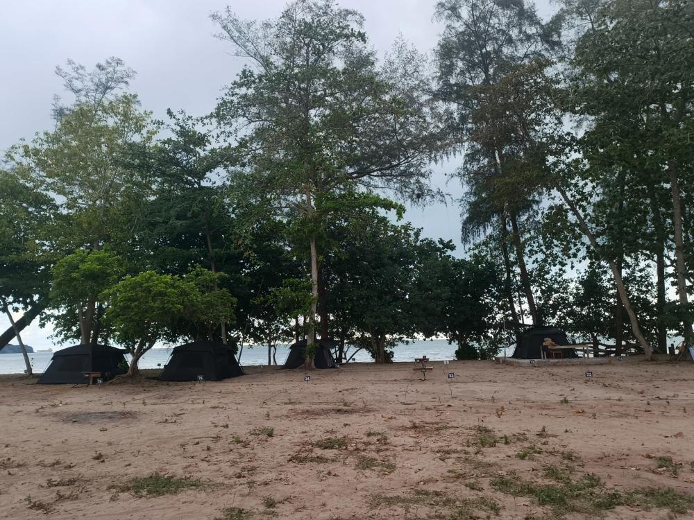 Ali Camp | Escabee.com
