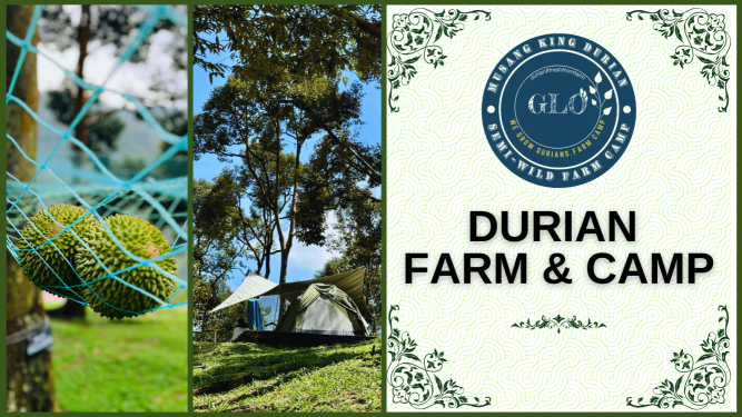 GLO Durian Farm & Camp