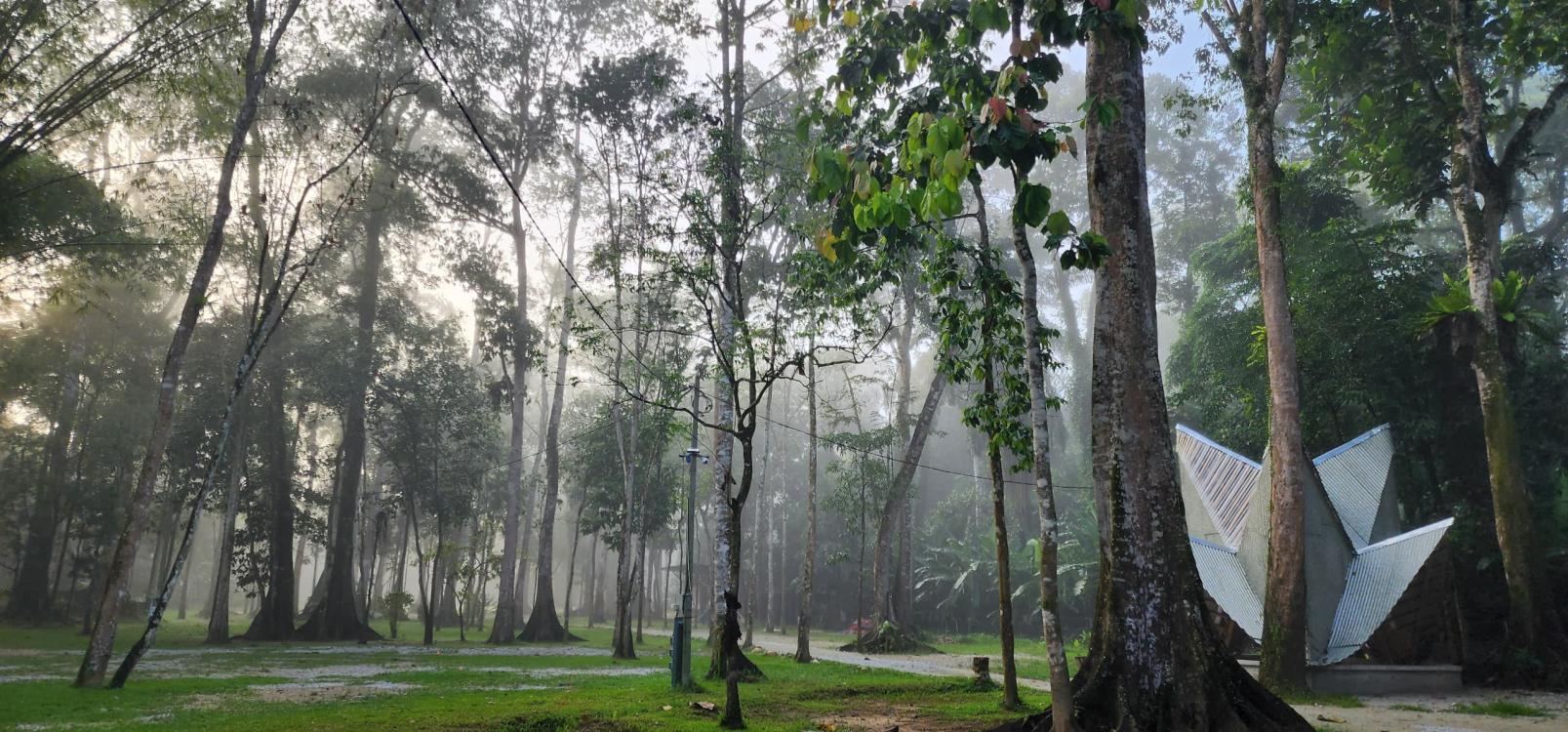 Forest 8 Senses | Escabee.com