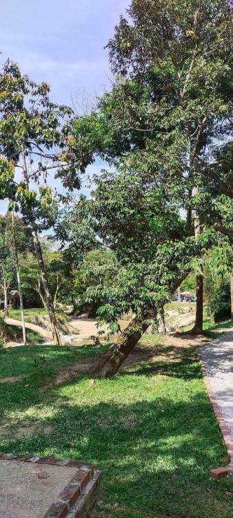 Kebun Chenta | Escabee.com
