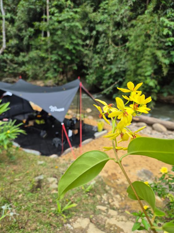 Tanah Chik | Escabee.com