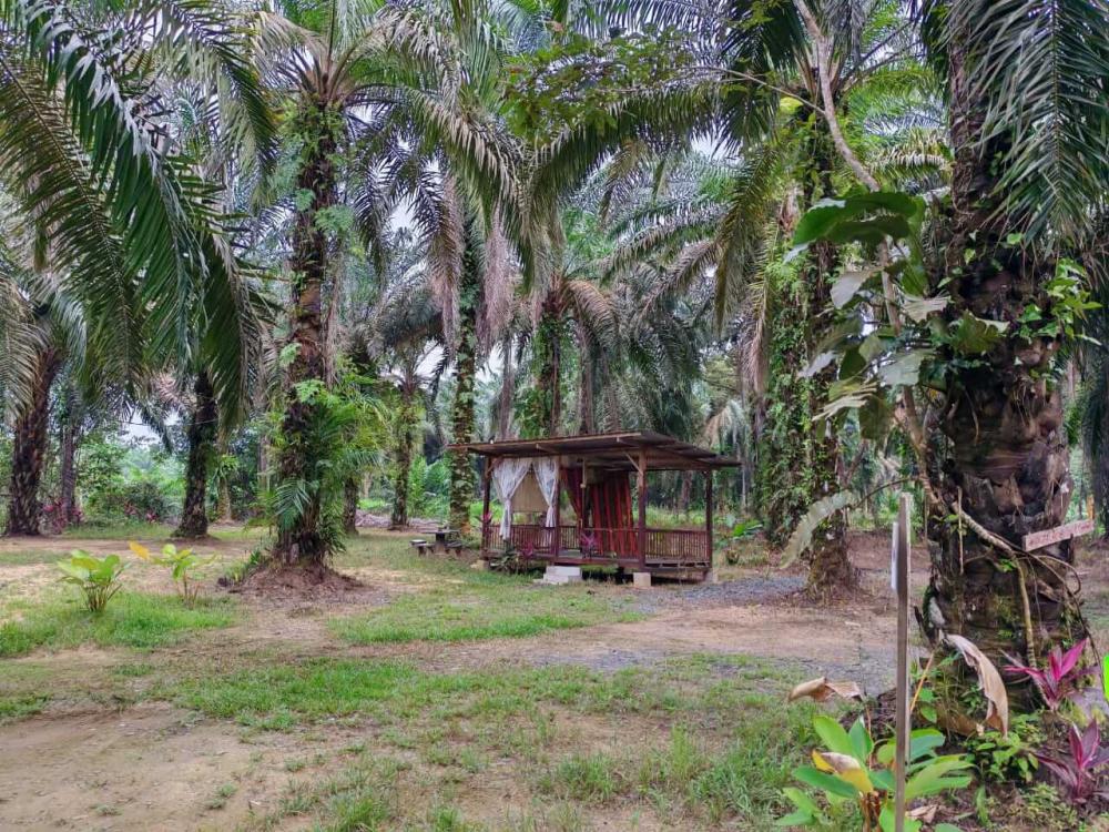 Beratap Sawit Campsite | Escabee.com