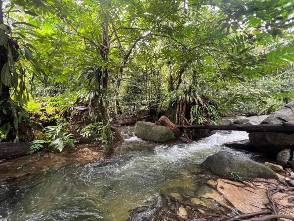 Draco Nature Camp | Escabee.com
