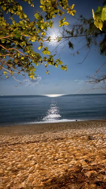 Ali Camp | Escabee.com