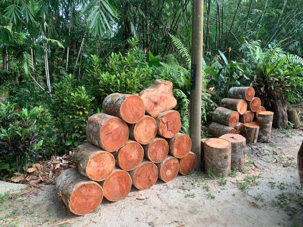 Rimba Jelai Cabin & Wild Camping | Escabee.com