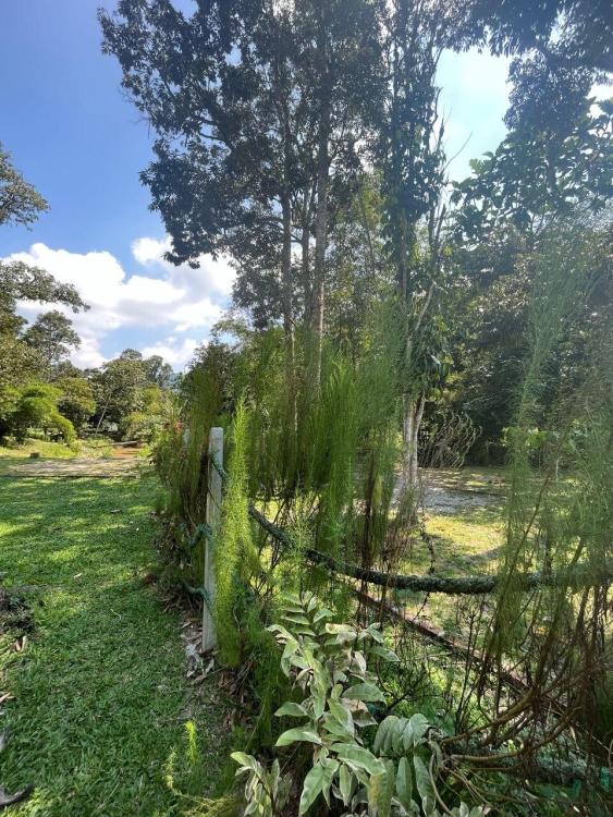 Kebun Chenta | Escabee.com