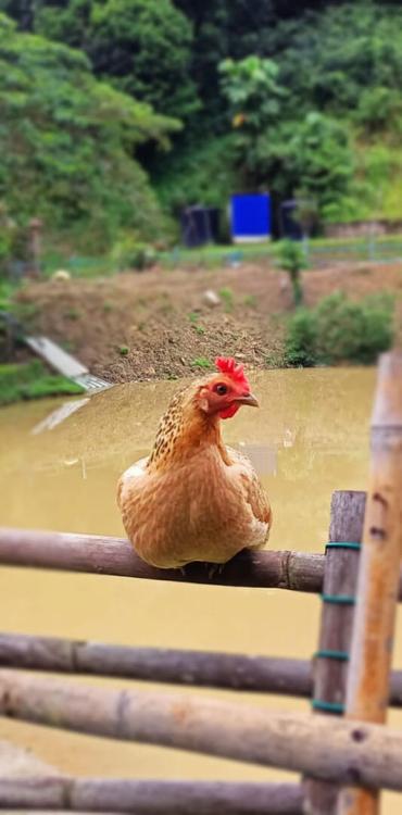 Hulu Langat Homestay Eco Farm | Escabee.com