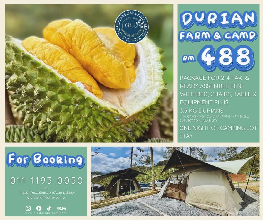 GLO Durian Farm & Camp | Escabee.com