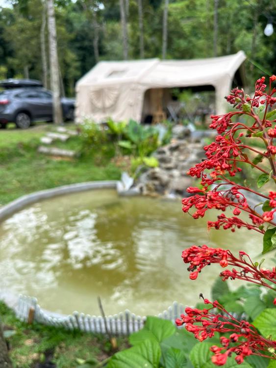 Rival Bear at Masha And The Bear Garden & Campsite, Ulu Sepri