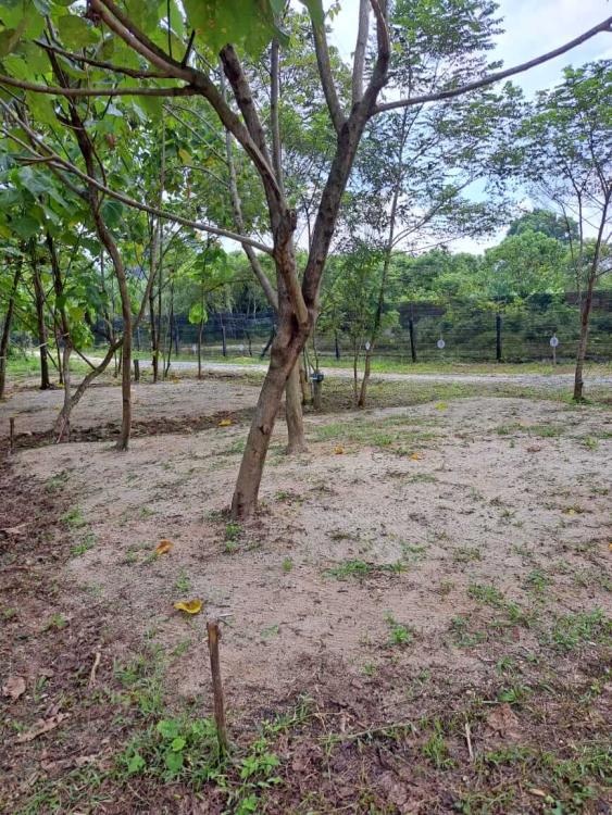 Camping Lot (Large) at De Sunny Farm and Resort