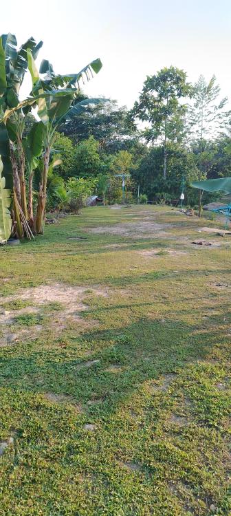 Tapak Pulau (Camping Lot) at SZ Chalet and Camping (Kebun Tokwan)